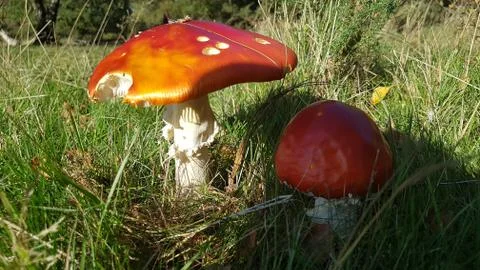 Fly Agaric Mushrooms Stock Photos