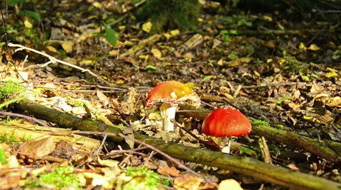 Fly agaric mushrooms in sunlight in forest Stock Footage 30855854