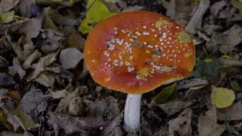 Fly Agaric in natural ambient, deadly poisonous (Amanita muscaria), toxic Stockbeeldmateriaal 288844523