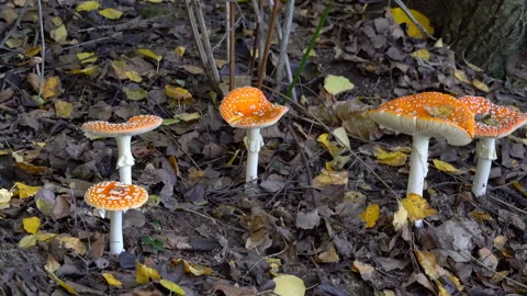 Fly Agaric in natural ambient, deadly poisonous (Amanita muscaria), group Stockbeeldmateriaal 288901023