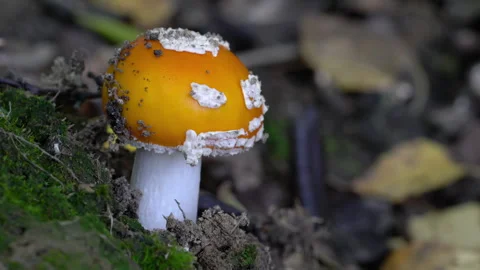 Fly Agaric in natural ambient, deadly poisonous (Amanita muscaria), young Stockbeeldmateriaal 289049960