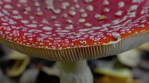 Fly Agaric in natural ambient, deadly poisonous (Amanita muscaria), macro Stockbeeldmateriaal 289064665