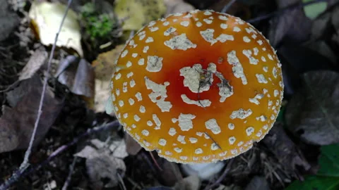 Fly Agaric in natural ambient, deadly poisonous (Amanita muscaria), dangerous Stockbeeldmateriaal 289076016