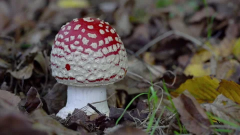Fly Agaric in natural ambient, deadly poisonous (Amanita muscaria), young, toxic Stockbeeldmateriaal 289095020