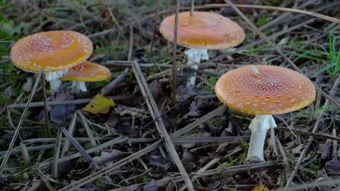 Fly Agaric in natural ambient, deadly poisonous (Amanita muscaria), psychedelic Stockbeeldmateriaal 289128809