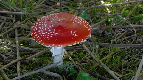 Fly Agaric in natural ambient, deadly poisonous (Amanita muscaria),white-spotted Stockbeeldmateriaal 289179983