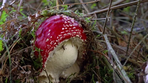 Fly Agaric in natural ambient, deadly poisonous (Amanita muscaria), young, red Stockbeeldmateriaal 289187613