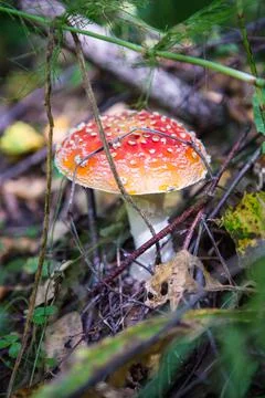 Fly agaric is not only the most famous, but also the most recognizable mushro Stock Photos