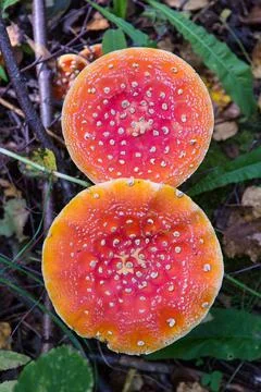 Fly agaric is not only the most famous, but also the most recognizable mushro Stock Photos