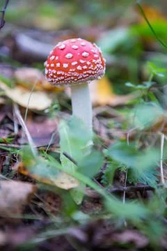 Fly agaric is not only the most famous, but also the most recognizable mushro Stock Photos