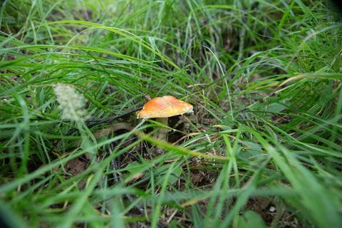 Fly agaric is not only the most famous, but also the most recognizable mushro Stock Photos