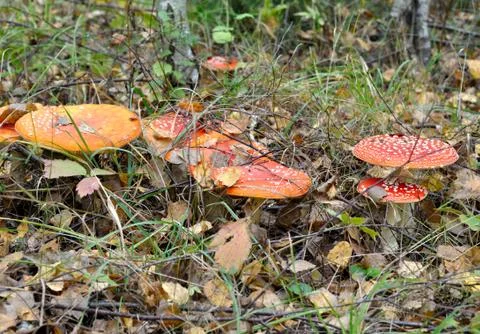 Fly-agaric Stock Photos