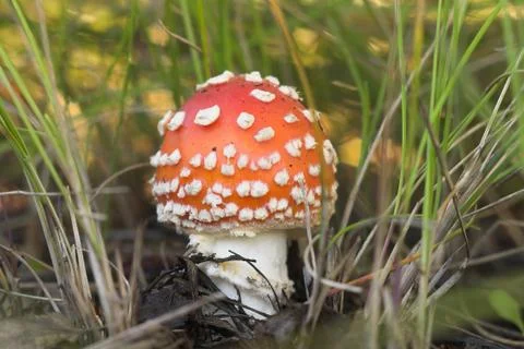 Fly agaric 스톡 사진
