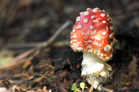 Fly agaric 스톡 사진