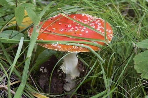 Fly agaric 스톡 사진