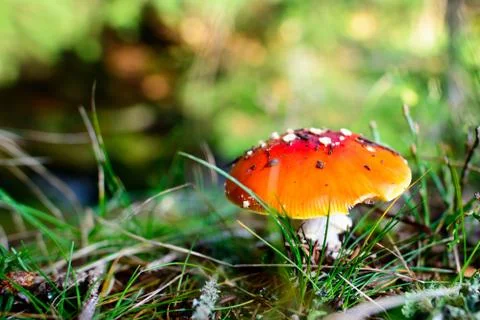 Fly agaric Foto stock