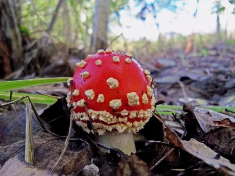 Fly agaric Stock Photos