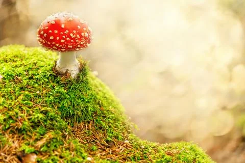 Fly agaric Stock Photos