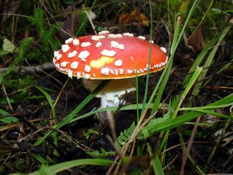 Fly-agaric Foto stock