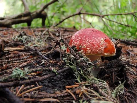 Fly agaric Stock Photos