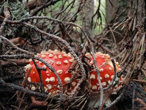 Fly agaric Stock Photos