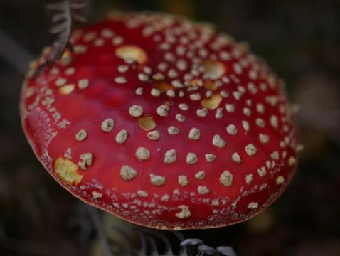 Fly Agaric 库存照片