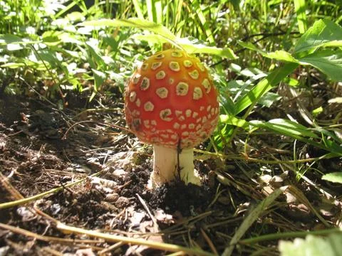The fly agaric Stock Photos