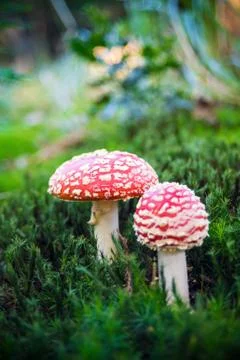 Fly agaric Stock Photos