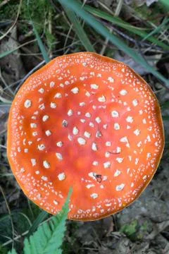 Fly agaric Stock Photos