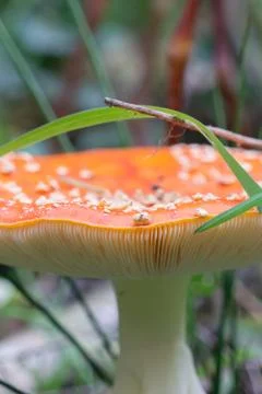 Fly agaric Stock Photos