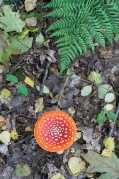 Fly agaric Stock Photos