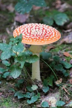 Fly agaric Stock Photos