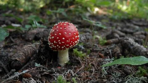Fly Agaric Stock Photos