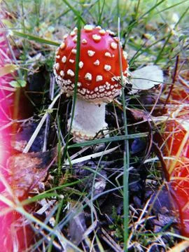 Fly agaric Stock Photos