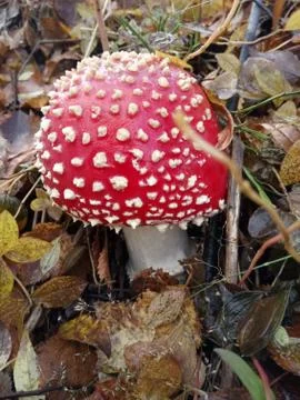 Fly agaric Stock Photos