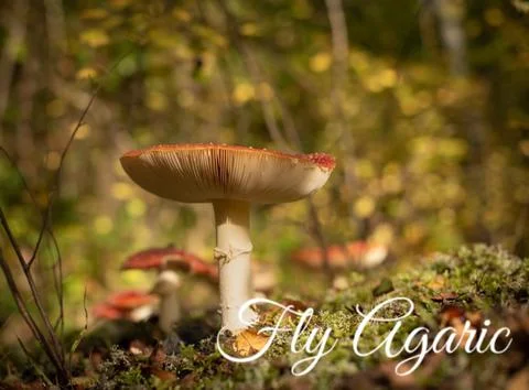 Fly Agaric Stock Photos