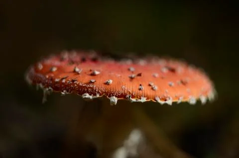 Fly agaric Foto stock