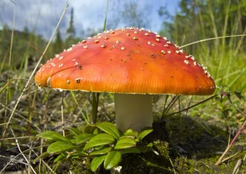 Fly Agaric. Stock Photos