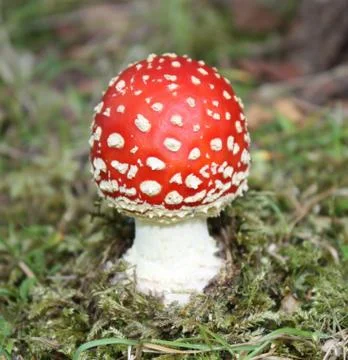 Fly Agaric. Stock Photos