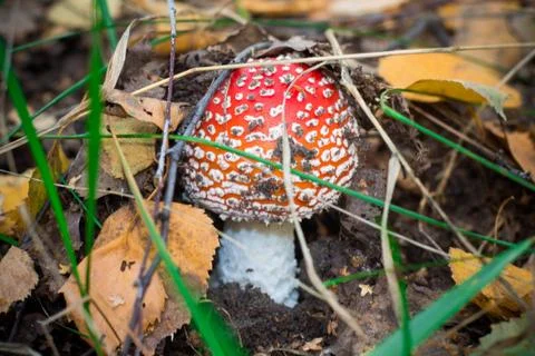 Fly agaric Stock-Fotos