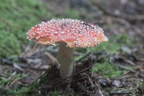 Fly agaric Stock Photos