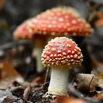 Fly agaric Stock Photos