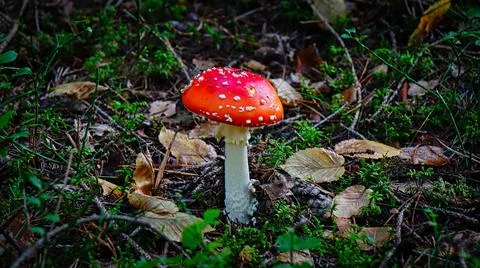 Fly agaric Stock Photos