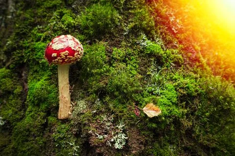 Fly agaric Stock Photos