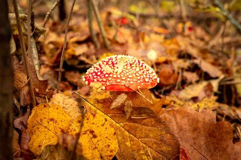 Fly agaric Stock Photos