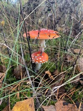 Fly agaric Stock Photos