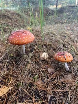 Fly agaric Stock Photos