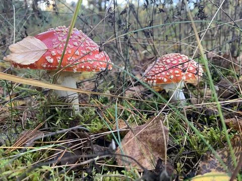 Fly agaric Stock Photos