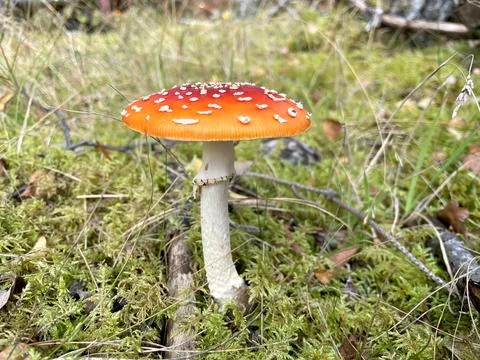 Fly agaric Stock Photos
