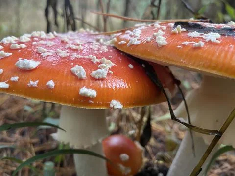 Fly agaric. Stock Photos